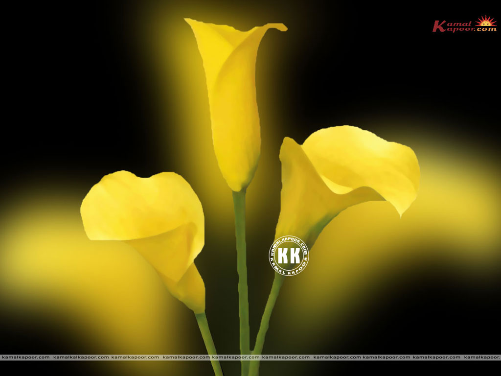 Calla Lilly Wallpaper
